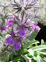 Stachys Lavandulifolia (fam. Labiees)(Asie Mineure) (02) (Photo F. Mrugala)